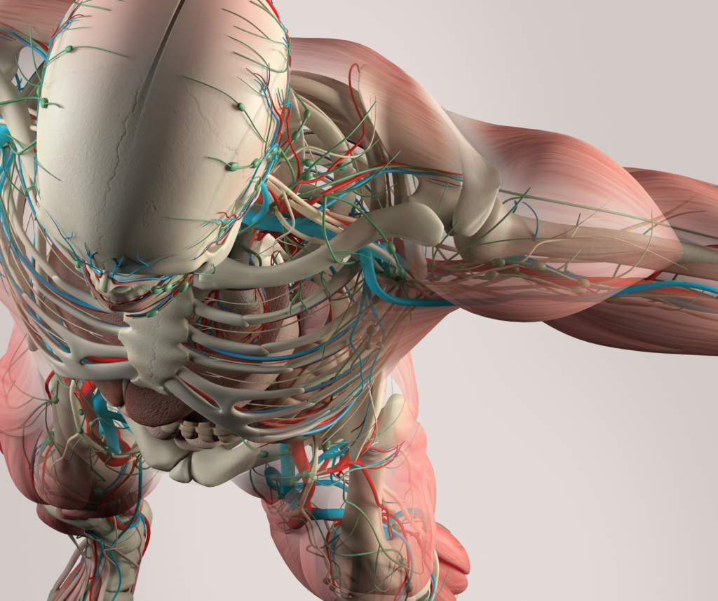 How vein system looks in lean muscle body when exercise